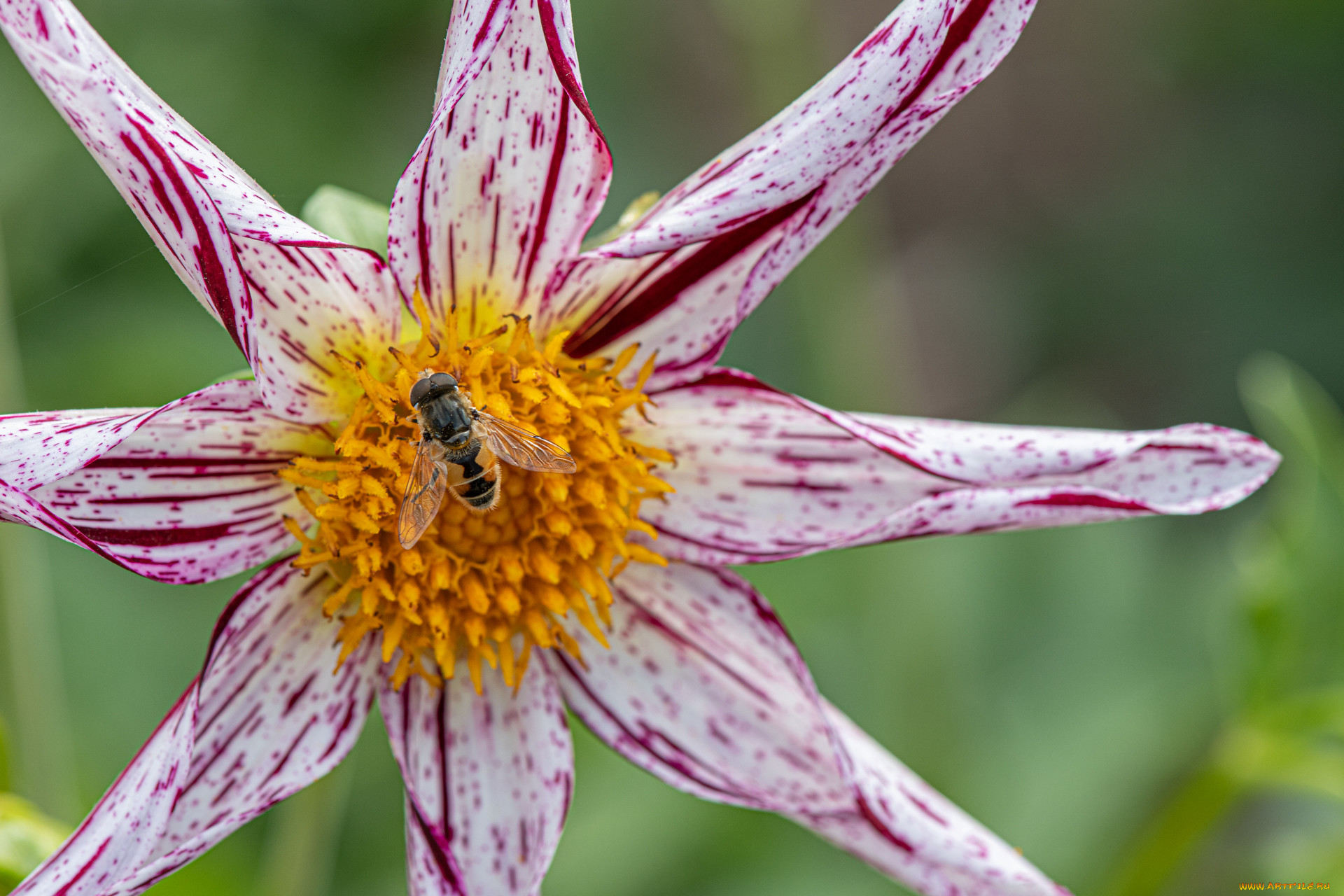 �����, ��������, ������